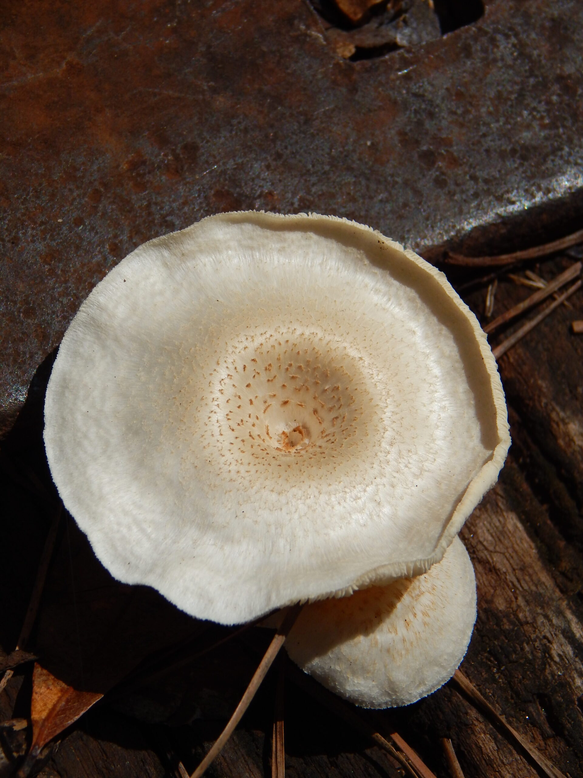 A large white mushroom