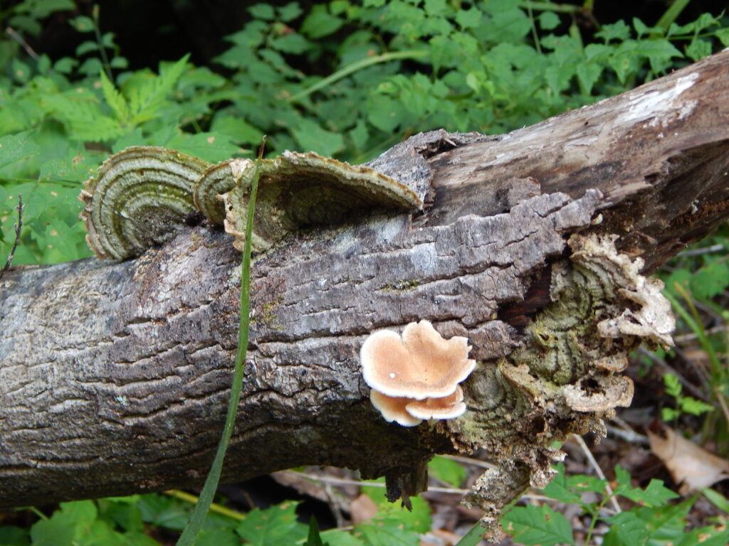 Mushrooms growing out of a fallen log