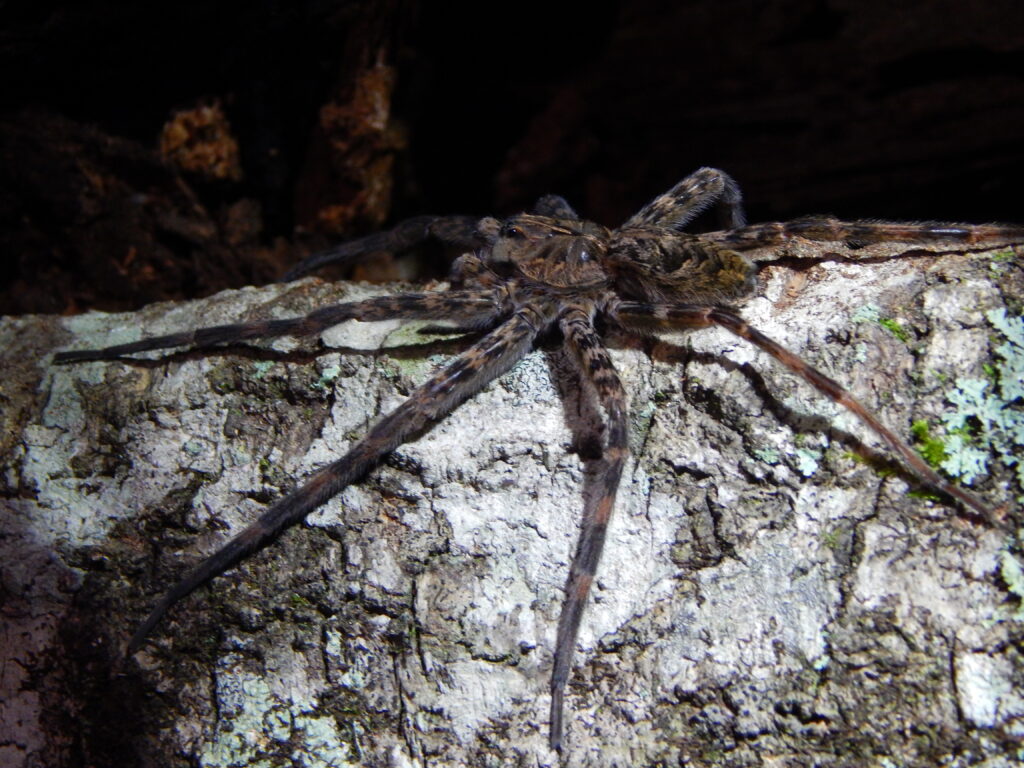 A large spider on a tree