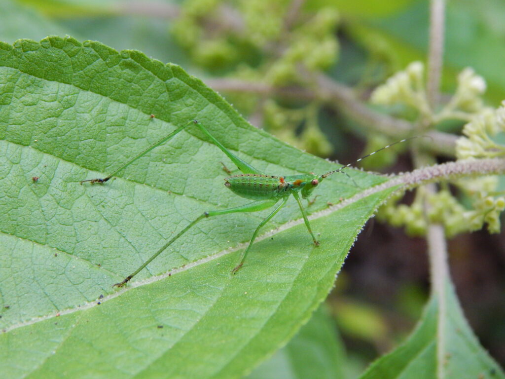 Katydid nymph on a leaf