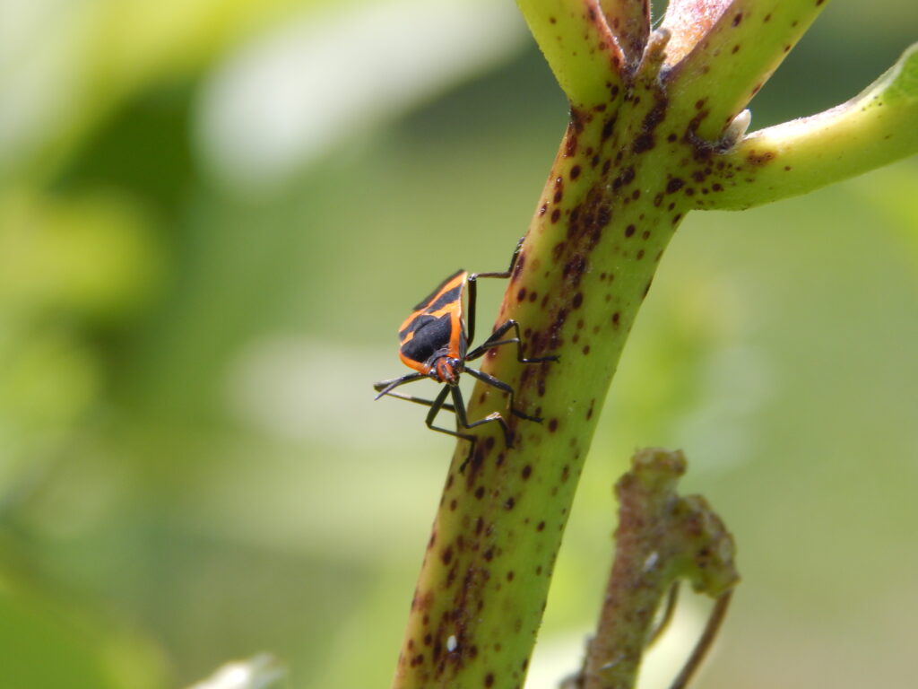 A black and orange insect on a plant stem