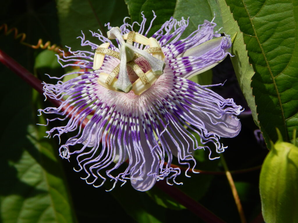 A purple flower in bloom
