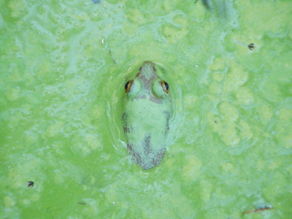 A frog hiding under some algae