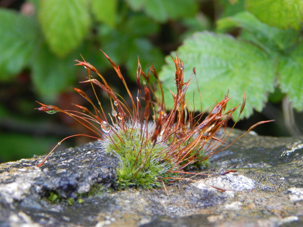 Dew on a small plant
