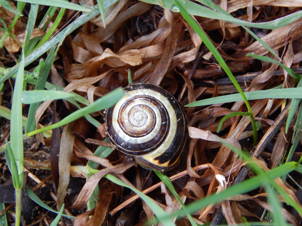 A snail shell in the grass