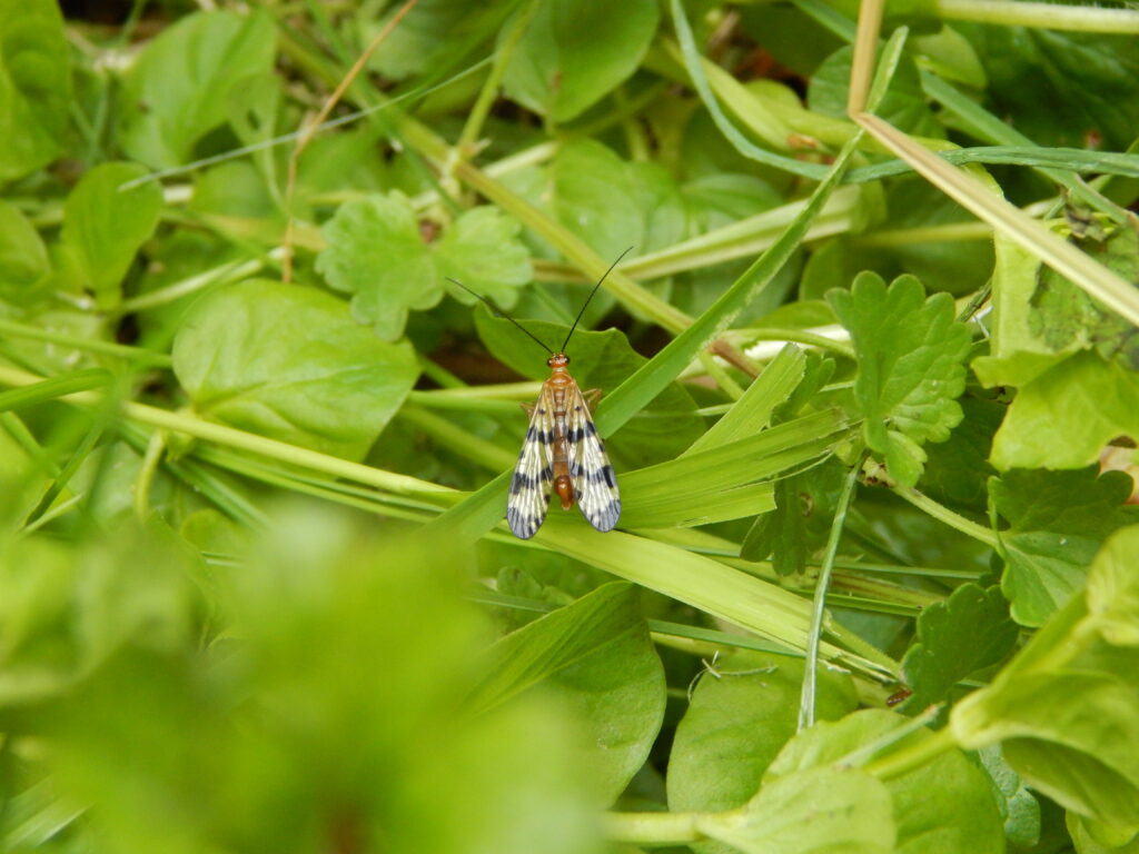 A small, colorful fly sitting on a blade of grass